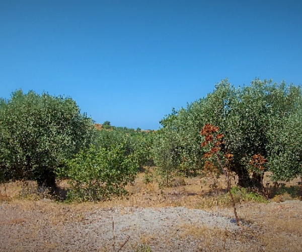 Kampos Eressos, Lesvos Island 81105, ,Land Plot,For Sale,1127