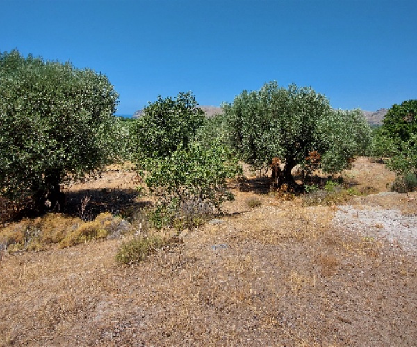 Kampos Eressos, Lesvos Island 81105, ,Land Plot,For Sale,1127