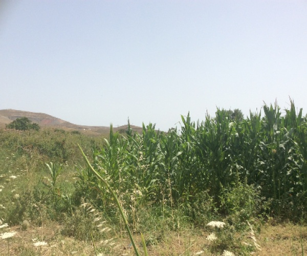 Sigri, Lesvos Island 81103, ,Land Plot,For Sale,1131