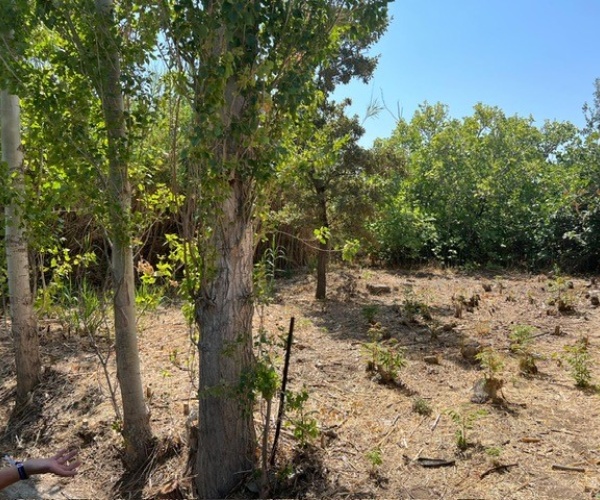 Skala Eressos, Lesvos Island 81105, ,Land Plot,For Sale,1134