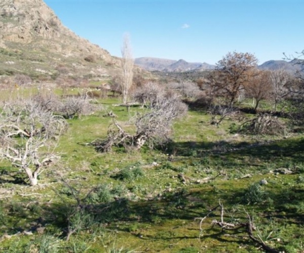 Kampos Eressos, Lesvos Island 81105, ,House and Land,For Sale,1142