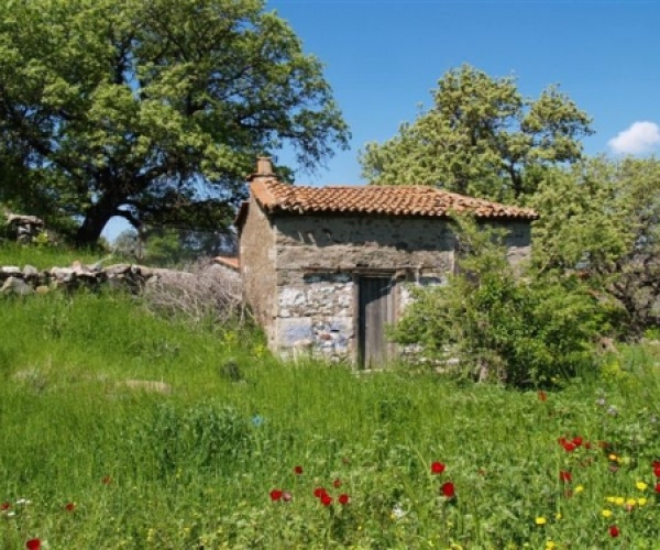 Skala Eressos, Lesvos Island 81105, ,House and Land,For Sale,1143