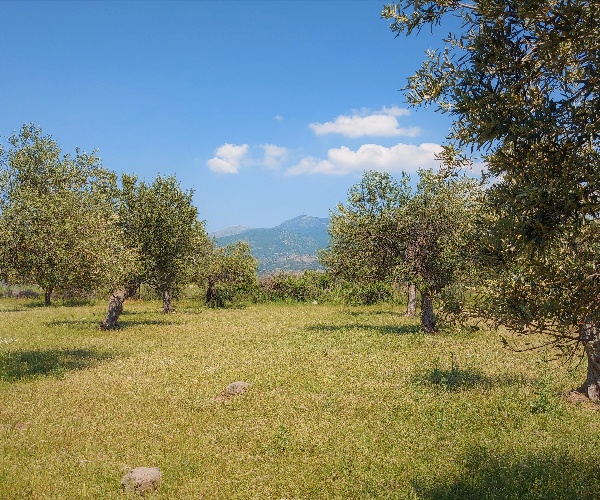 Petra, Lesvos Island 81109, ,Land Plot,For Sale,1151