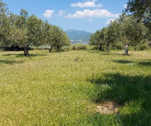 Petra, Lesvos Island 81109, ,Land Plot,For Sale,1151