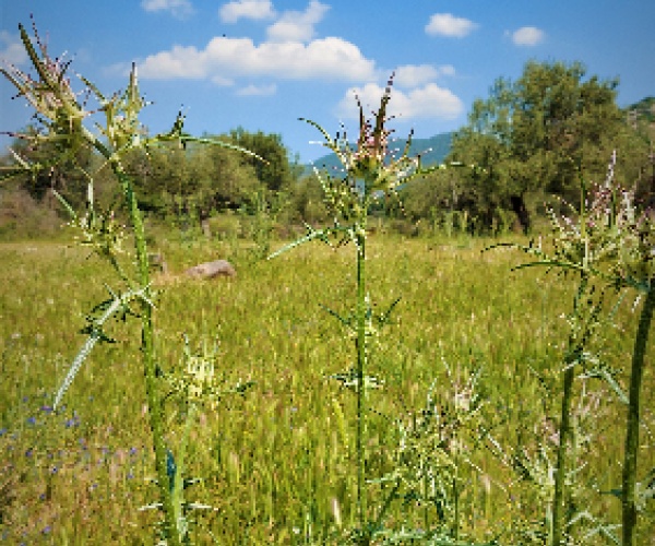 Petra, Lesvos Island 81109, ,Land Plot,For Sale,1151
