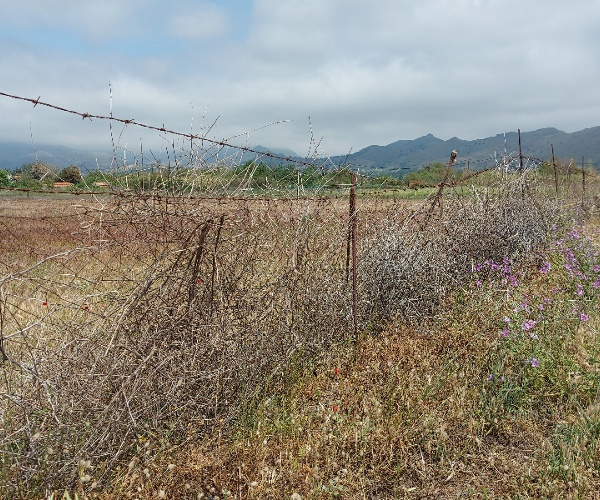 Skala Eressos, Lesvos Island 81105, ,Land Plot,For Sale,1152