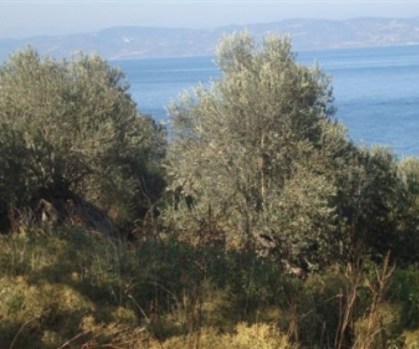 Skala Sykamnias, Lesvos Island 81108, ,Land Plot,For Sale,1153