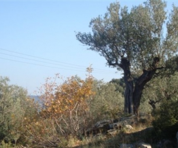 Skala Sykamnias, Lesvos Island 81108, ,Land Plot,For Sale,1153