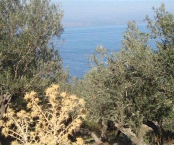 Skala Sykamnias, Lesvos Island 81108, ,Land Plot,For Sale,1153