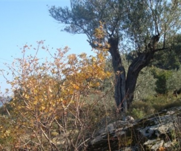 Skala Sykamnias, Lesvos Island 81108, ,Land Plot,For Sale,1153