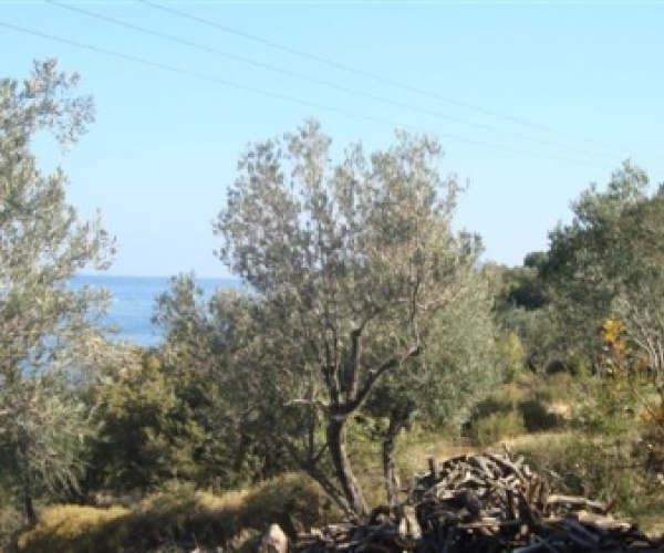 Skala Sykamnias, Lesvos Island 81108, ,Land Plot,For Sale,1153