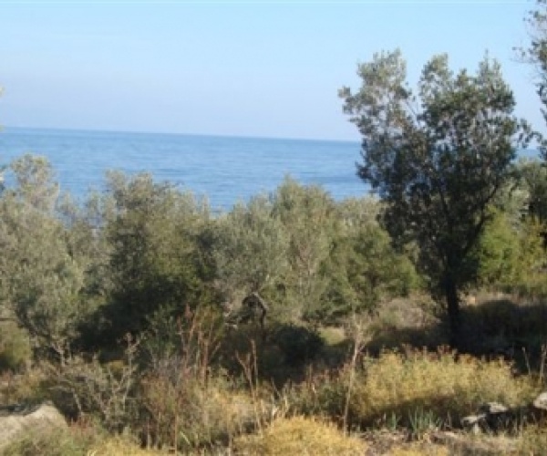 Skala Sykamnias, Lesvos Island 81108, ,Land Plot,For Sale,1153