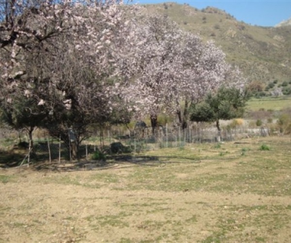 Eressos, Lesvos Island 81105, ,House and Land,For Sale,1159