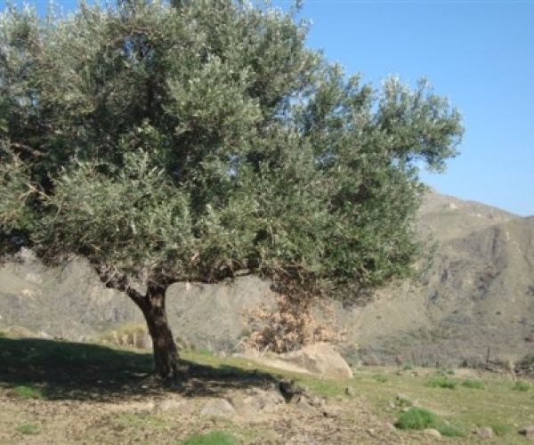 Eressos, Lesvos Island 81105, ,House and Land,For Sale,1159