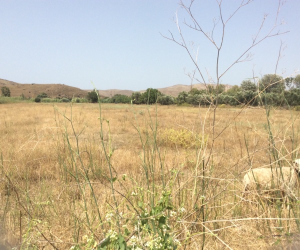 Sigri, Lesvos Island 81103, ,Land Plot,For Sale,1175