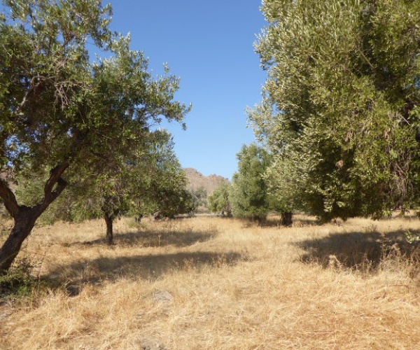 Skala Eressos, Lesvos Island 81105, ,Land Plot,For Sale,1189