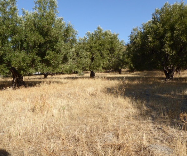 Skala Eressos, Lesvos Island 81105, ,Land Plot,For Sale,1189