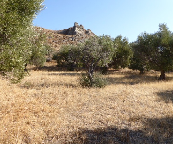 Skala Eressos, Lesvos Island 81105, ,Land Plot,For Sale,1189