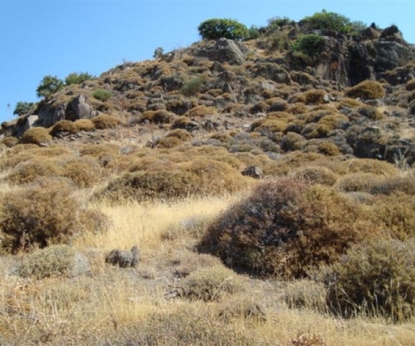 Skala Eressos, Lesvos Island 81105, ,Land Plot,For Sale,1192
