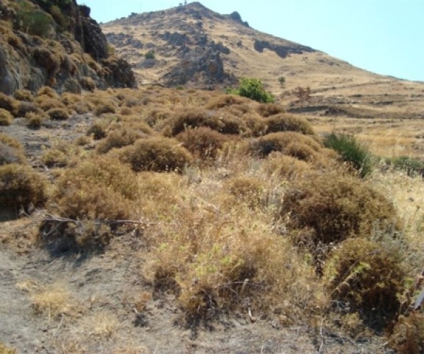Skala Eressos, Lesvos Island 81105, ,Land Plot,For Sale,1192