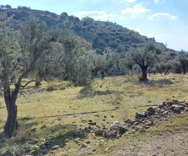 Eressos, Lesvos Island 81105, ,Land Plot,For Sale,1202