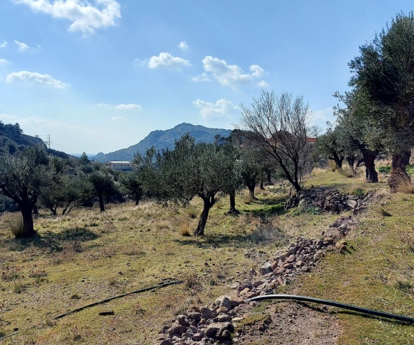 Eressos, Lesvos Island 81105, ,Land Plot,For Sale,1202