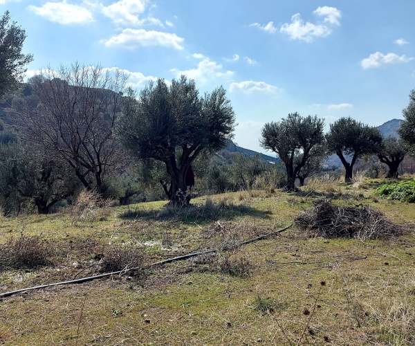 Eressos, Lesvos Island 81105, ,Land Plot,For Sale,1202