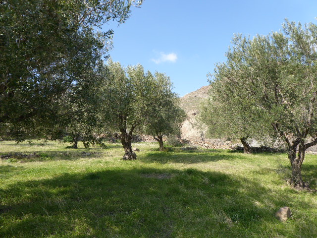 Eressos, Lesvos Island 81105, ,Land Plot,For Sale,1204