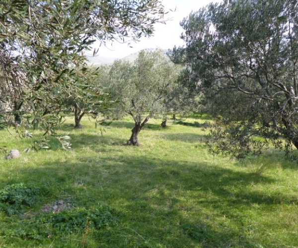 Eressos, Lesvos Island 81105, ,Land Plot,For Sale,1204