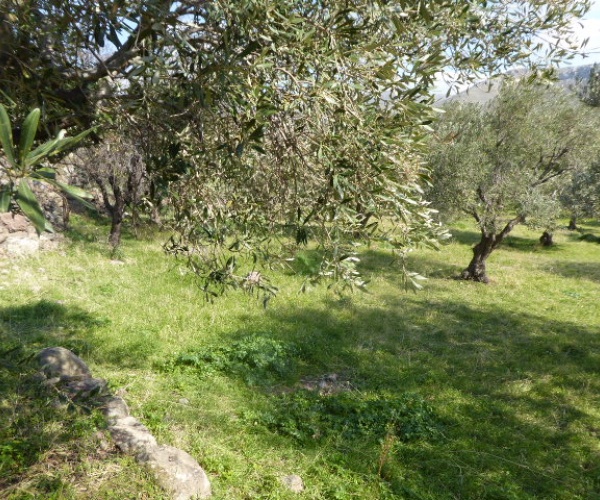 Eressos, Lesvos Island 81105, ,Land Plot,For Sale,1204