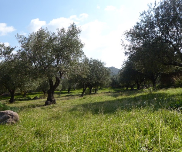 Eressos, Lesvos Island 81105, ,Land Plot,For Sale,1204