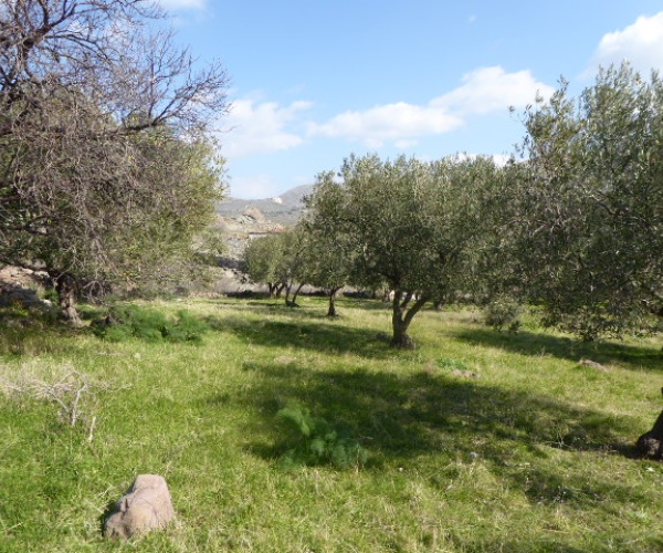 Eressos, Lesvos Island 81105, ,Land Plot,For Sale,1204