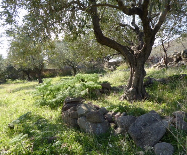 Eressos, Lesvos Island 81105, ,Land Plot,For Sale,1204