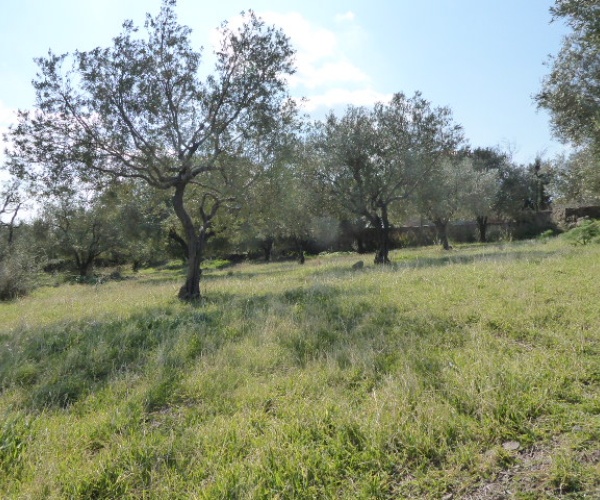 Eressos, Lesvos Island 81105, ,Land Plot,For Sale,1204