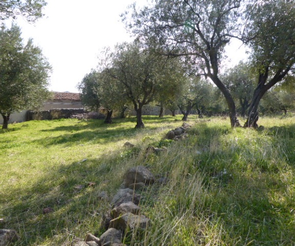 Eressos, Lesvos Island 81105, ,Land Plot,For Sale,1204