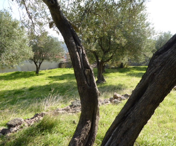 Eressos, Lesvos Island 81105, ,Land Plot,For Sale,1204