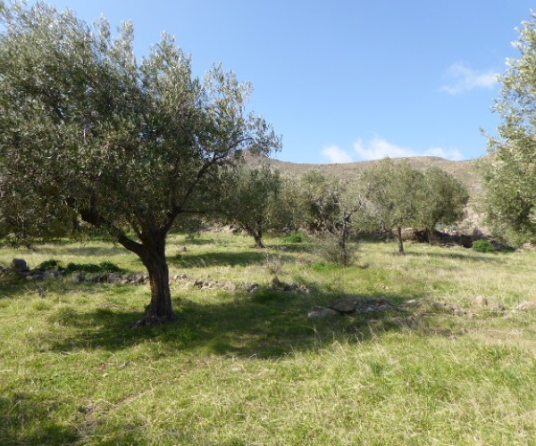 Eressos, Lesvos Island 81105, ,Land Plot,For Sale,1204