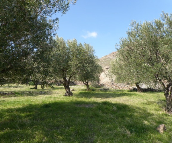 Eressos, Lesvos Island 81105, ,Land Plot,For Sale,1204