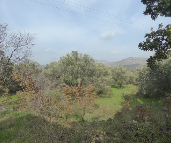 Kampos Eressos, Lesvos Island 81105, 1 Bedroom Bedrooms, ,House and Land,For Sale,1207