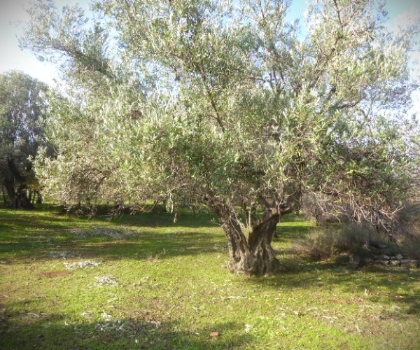 Kampos Eressos, Lesvos Island 81105, 1 Bedroom Bedrooms, ,House and Land,For Sale,1241