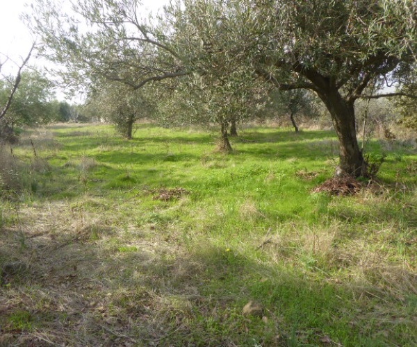 Kampos Eressos, Lesvos Island 81105, ,House and Land,For Sale,1243