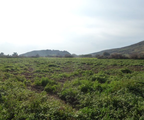 Skala Eressos, Lesvos Island 81105, ,House and Land,For Sale,1252