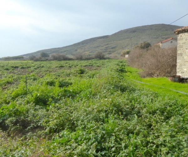 Skala Eressos, Lesvos Island 81105, ,House and Land,For Sale,1252