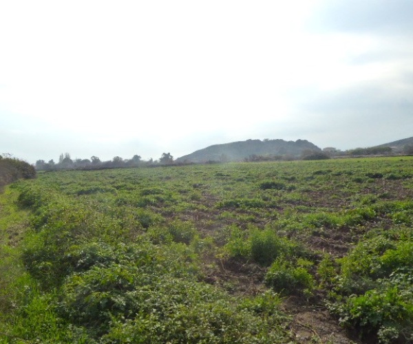 Skala Eressos, Lesvos Island 81105, ,House and Land,For Sale,1252