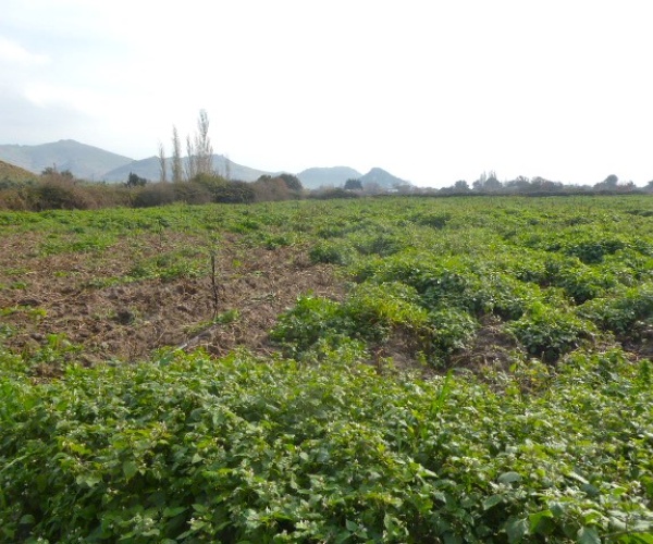 Skala Eressos, Lesvos Island 81105, ,House and Land,For Sale,1252