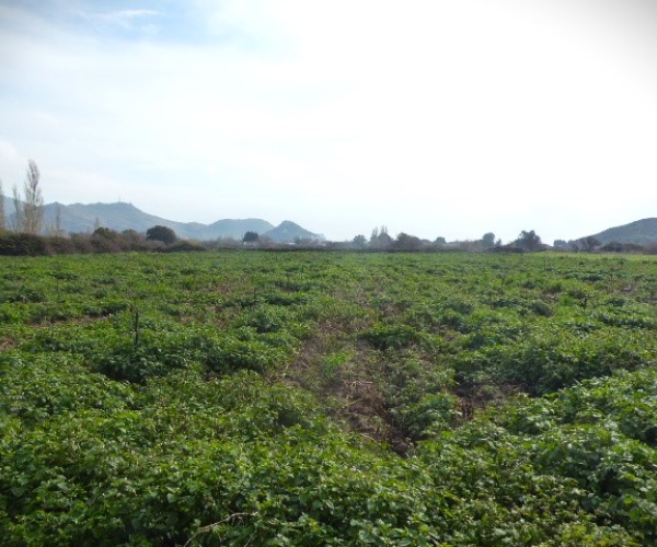 Skala Eressos, Lesvos Island 81105, ,House and Land,For Sale,1252