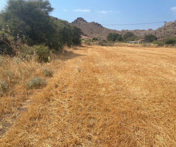 Skala Eressos, Lesvos Island 81105, ,Land Plot,For Sale,1266