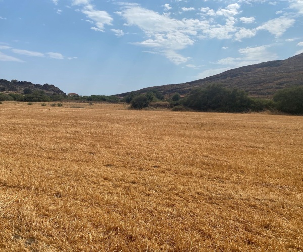 Skala Eressos, Lesvos Island 81105, ,Land Plot,For Sale,1266