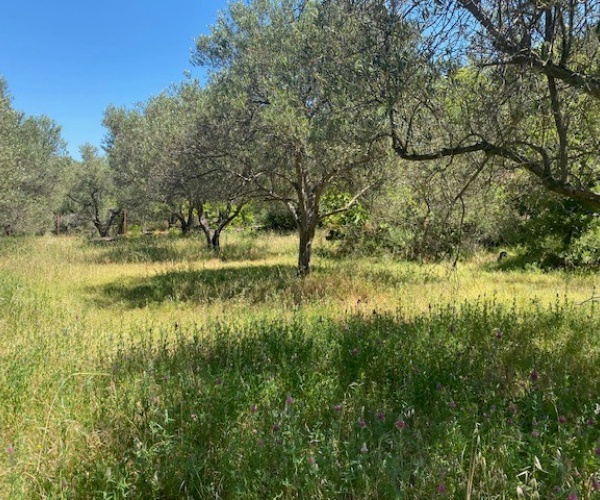 Kampos Eressos, Lesvos Island 81105, ,House and Land,For Sale,1276
