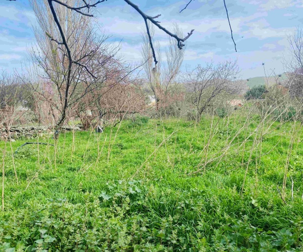 Eressos, Lesvos Island 81105, ,House and Land,For Sale,1295